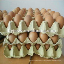 Recycle Paper Egg Carton
